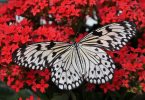 black and white butterfly on red flowers representing my changing desires