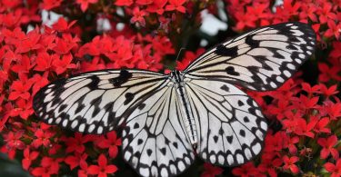 black and white butterfly on red flowers representing my changing desires